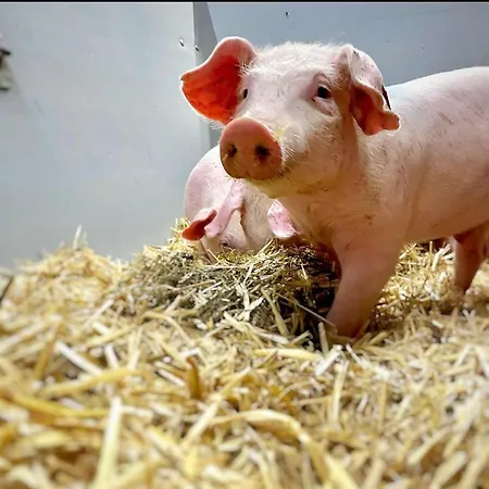 Διαμέρισμα Aignerhof Φλαχάου