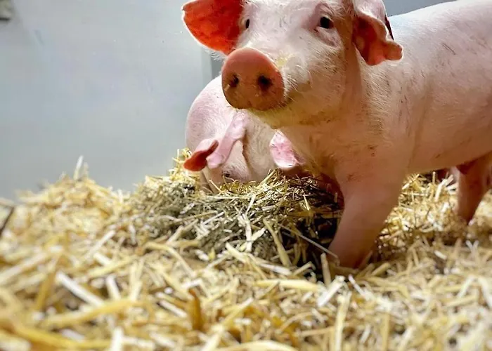 Appartement Aignerhof Flachau